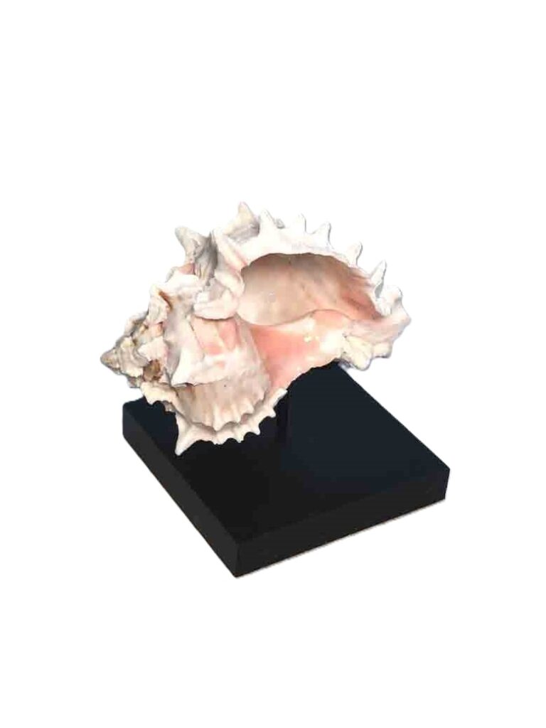 seashell holder