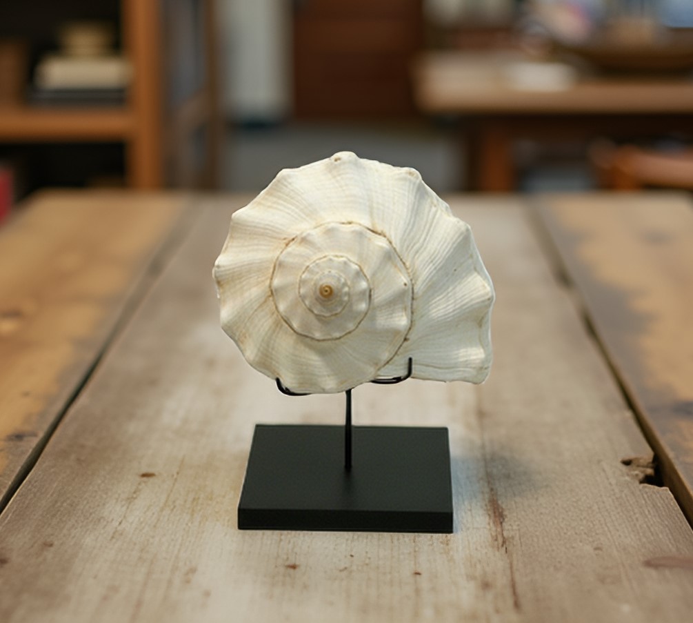 seashell display stand